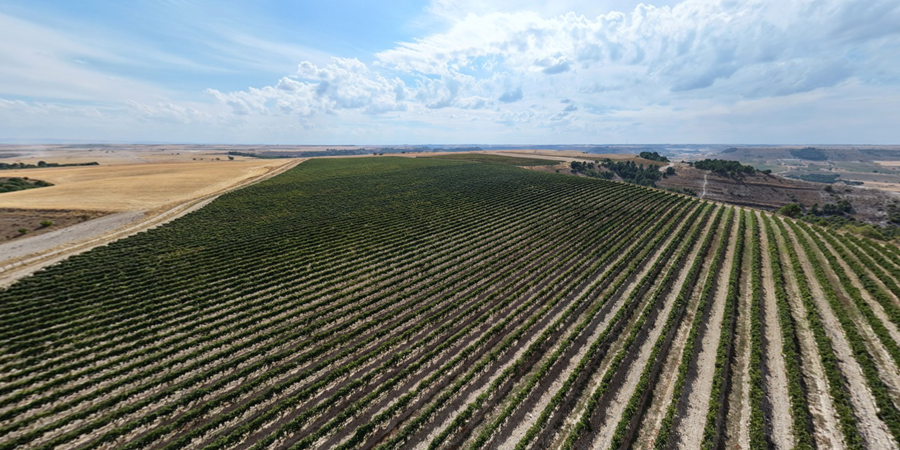Viñedos Peñafiel