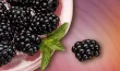 Moras