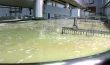 Cuajado Queso
